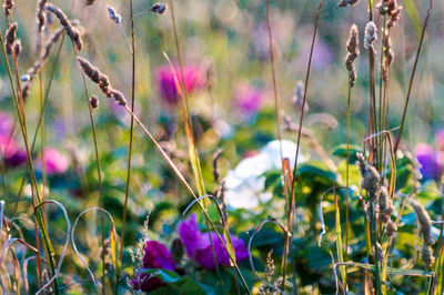 Close-up of purple flowers
