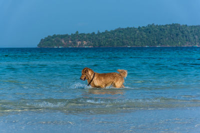 Dog on beach against sky