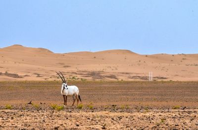 Horse in a desert