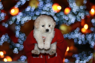 Close-up of child holding puppy against illuminated lights