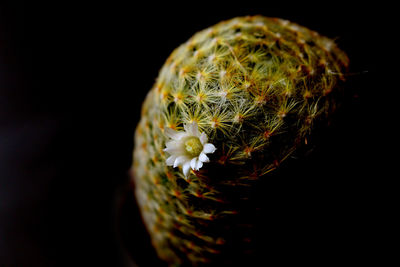 Close-up of cactus flower against black background
