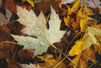 High angle view of maple leaves in water