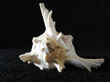 Close-up of seashell against black background