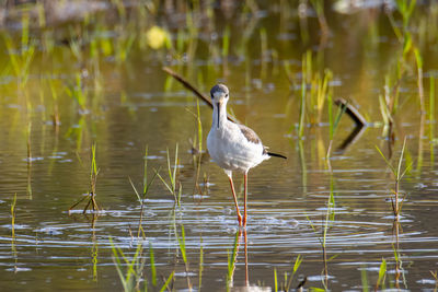 Bird perching on a lake