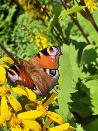 Close-up of butterfly pollinating on flower