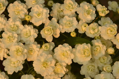 Close-up of yellow flowers