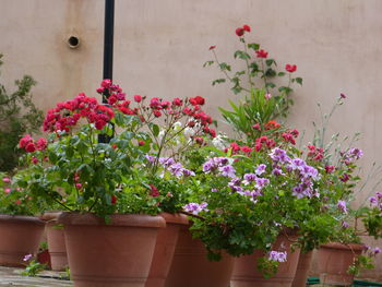 Flowers blooming potted plant