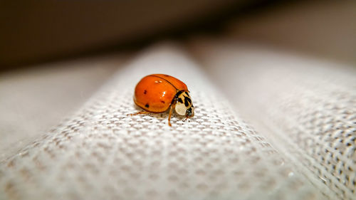 Close-up of ladybug on leaf