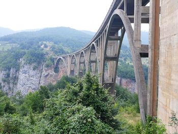 Arch bridge amidst trees in forest