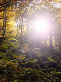 Trees in forest