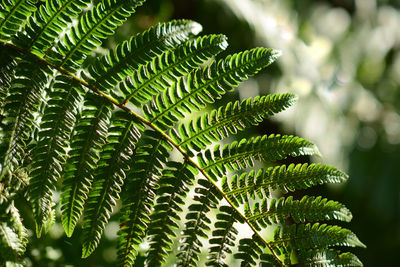 Close-up of leaf of fern colored green in woods of a mountain under the sunshine