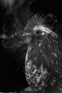 Close-up of a bird