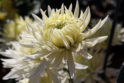 Close-up of white chrysanthemums 