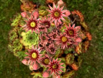 Close-up of pink flowering plant