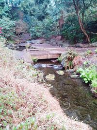 Plants and trees by water