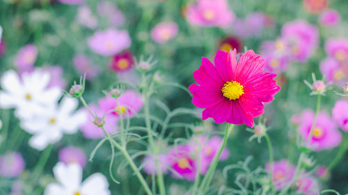 Close-up of pink flowering plants on field