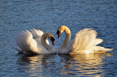 Close-up of mute swans in lake