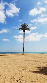 Palm trees on beach against sky