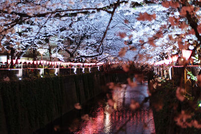 Trees in park during autumn