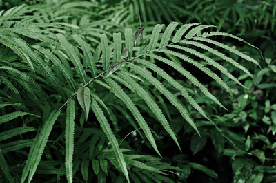 Close-up of fern leaves