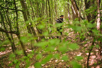 Plants growing in a forest