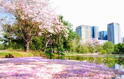 View of trees and cityscape