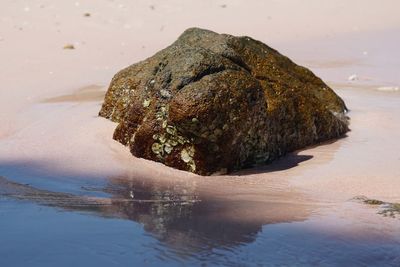 Close-up of rock on wet shore