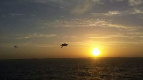 Bird flying over sea during sunset