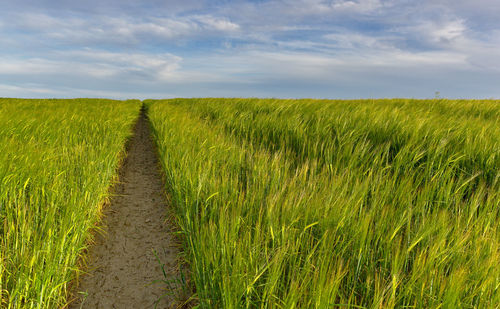 Scenic view of agricultural field against sky