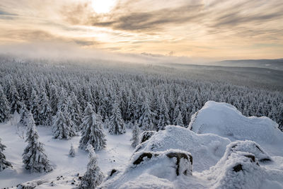 Scenic view of snow covered trees against sky during sunset