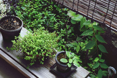 High angle view of potted plants in yard