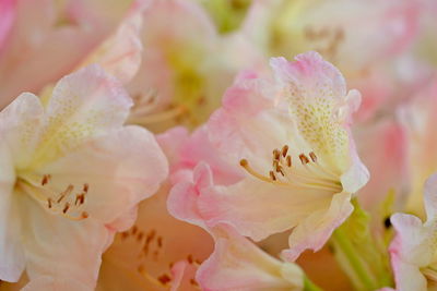 Full frame shot of pink cherry blossoms