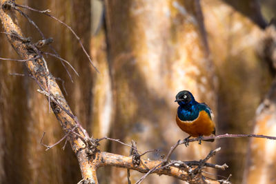 Close-up of bird perching on branch in forest