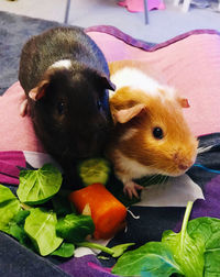 Guinea pigs lunch