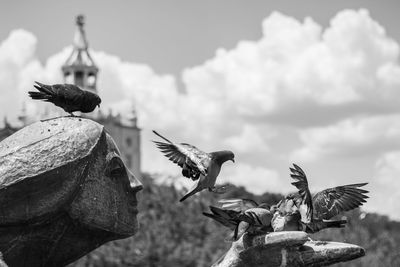 Close-up of birds flying against the sky