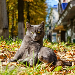 Portrait of a cat on ground