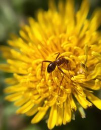 Close-up of bee pollinating on yellow flower