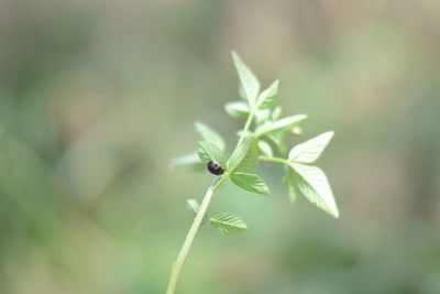 Close-up of insect on leaf