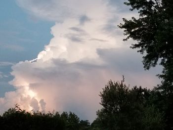 Low angle view of trees against sky