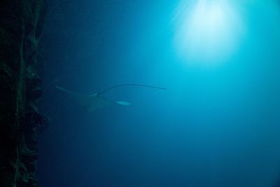 View of fish underwater