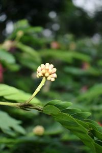 Close-up of flower blooming outdoors