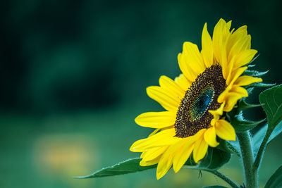 Close-up of butterfly pollinating on yellow flower