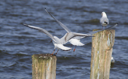 Seagull perching on wooden post