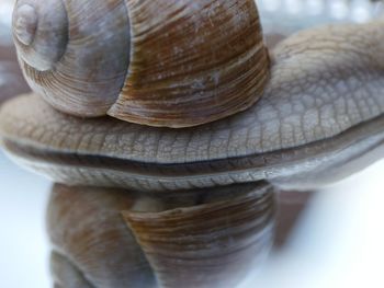 Close-up of snail