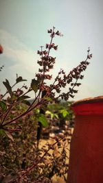 Close-up of plant against sky