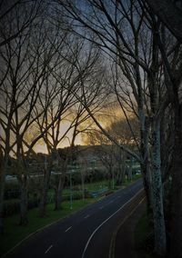 Bare trees along road