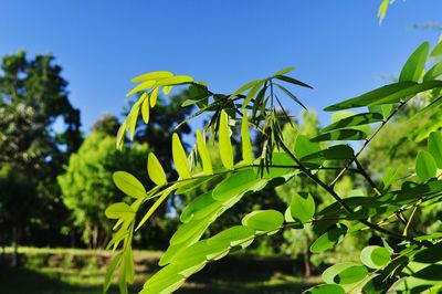 Close-up of leaves against blue sky