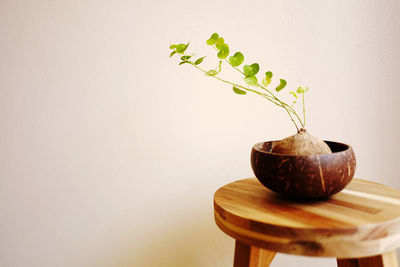 Close-up of potted plant on table against wall