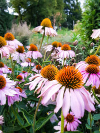 Close-up of pink flowering plants