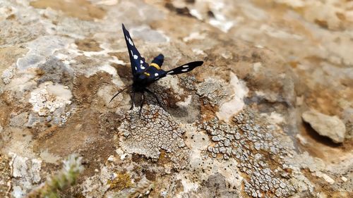 Close-up of butterfly on rock